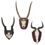 Collection of Animal Horn and Skull Taxidermy Mounts
