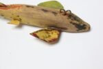 Set of Five Small American Folk Art Fish Decoys - Image 8