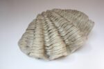 Vintage Plaster and Resin Giant Tridacna Clam Shell Centerpiece/Vide Poche - Image 2