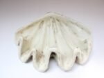 Vintage Plaster and Resin Giant Tridacna Clam Shell Centerpiece/Vide Poche - Image 3