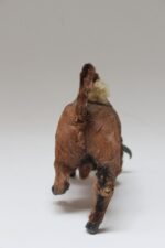 Early 20th Century Miniature Taxidermy Brahma Bull - Image 3