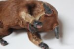 Early 20th Century Miniature Taxidermy Brahma Bull - Image 14