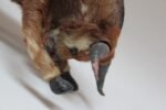 Early 20th Century Miniature Taxidermy Brahma Bull - Image 12