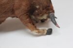 Early 20th Century Miniature Taxidermy Brahma Bull - Image 11