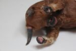 Early 20th Century Miniature Taxidermy Brahma Bull - Image 13