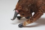 Early 20th Century Miniature Taxidermy Brahma Bull - Image 8