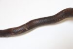 American Folk Art Hand-Carved Wooden Spindly Snake Sculpture - Image 21