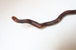 American Folk Art Hand-Carved Wooden Spindly Snake Sculpture - Image 26