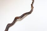 American Folk Art Hand-Carved Wooden Spindly Snake Sculpture - Image 30