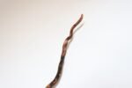 American Folk Art Hand-Carved Wooden Spindly Snake Sculpture - Image 29