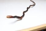American Folk Art Hand-Carved Wooden Spindly Snake Sculpture - Image 8