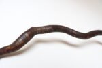 American Folk Art Hand-Carved Wooden Spindly Snake Sculpture - Image 16