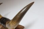 Vintage Folk Art Bull Horn Wall Sculpture / Coat Rack with Hand Carved Bracket - Image 22