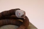 Vintage Folk Art Hand-Carved Wood and Bottlecap Snake on Octagonal Base - Image 16