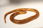 Long Folk Art Articulated Flexible Carved and Hand-Painted Snake Sculpture - Image 3