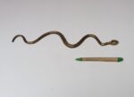 Art Deco Hammered Cast Brass Snake Form Serpentine Sculpture - Image 8