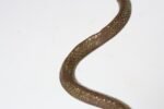Art Deco Hammered Cast Brass Snake Form Serpentine Sculpture - Image 11