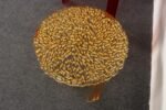 Set of Three Red and Gold Acrylic "T" Tables by Patricia Urquiola for Kartell - Image 16
